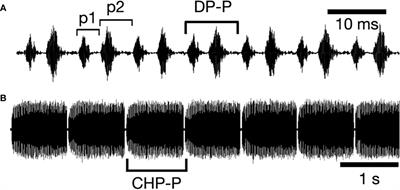 Phenotypic plasticity of male calls in two populations of the katydid Neoconocephalus triops (Insecta: Tettigoniidae)